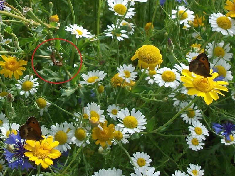 2 Butterflies and Bug<br>16th July 2017
