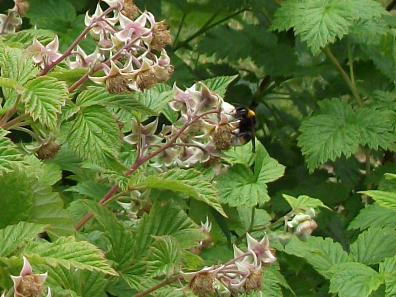 Bee On Rasberry 19th May 2019