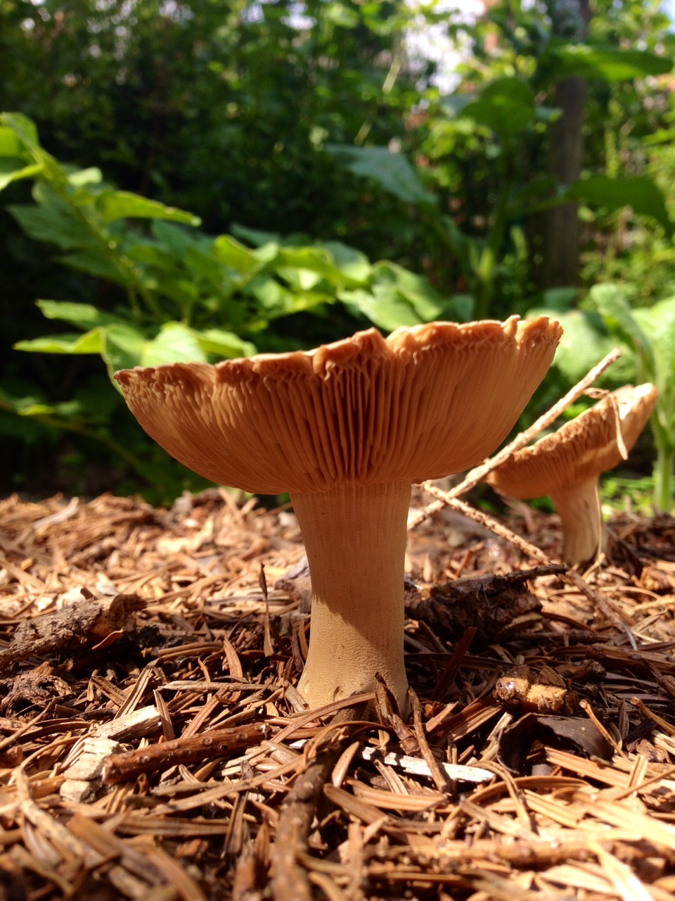 Fungi 2014