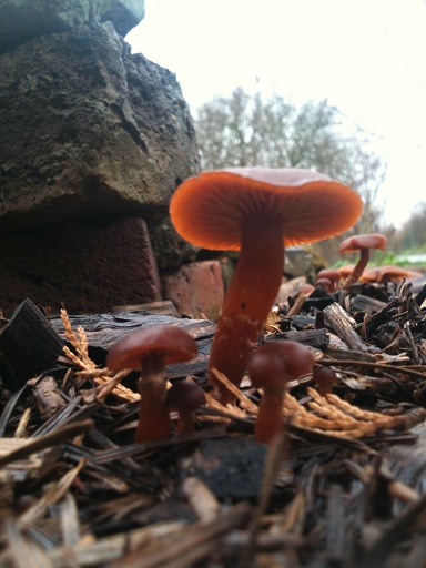 Fungi 2011