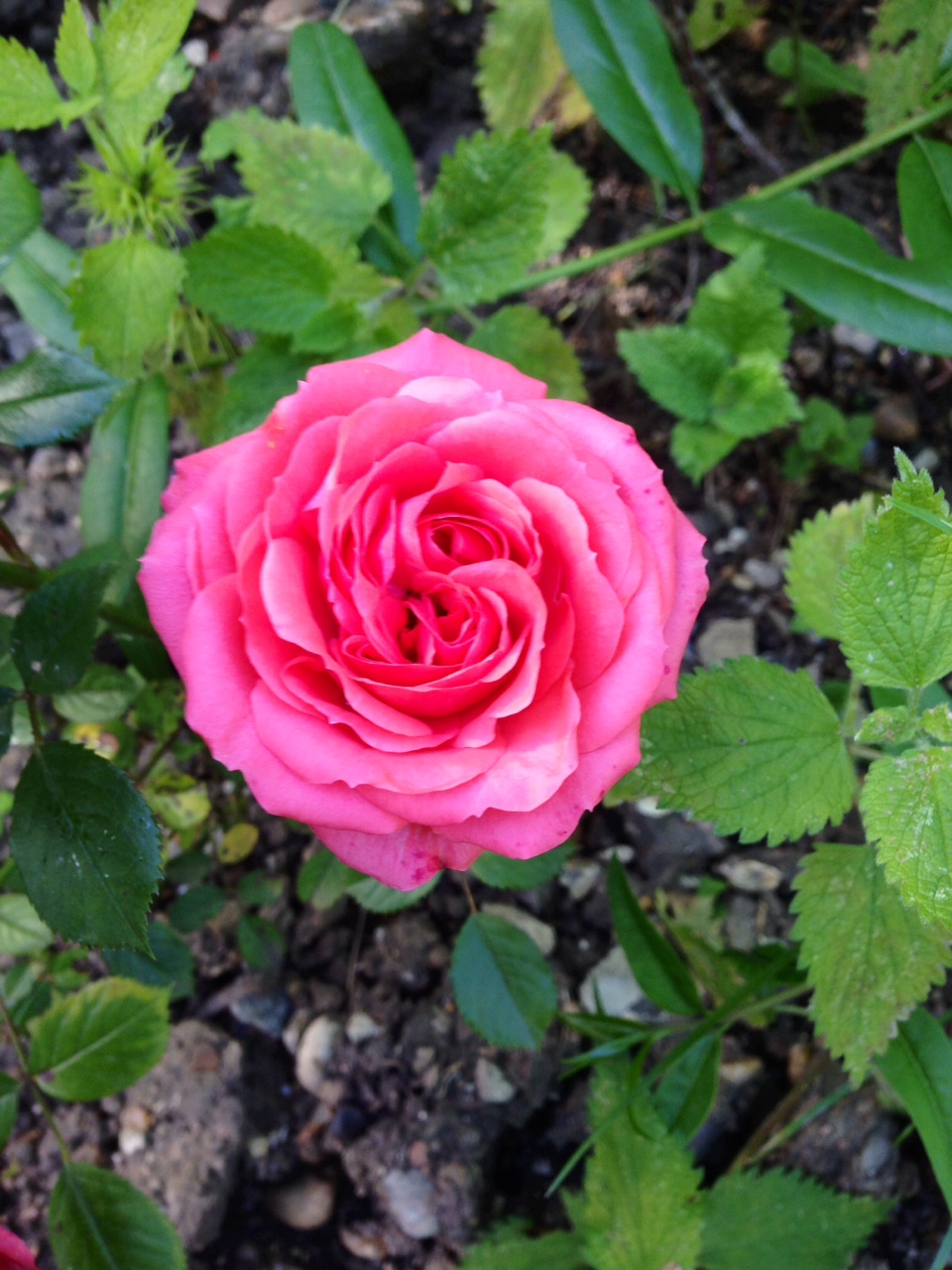 Rose 2014