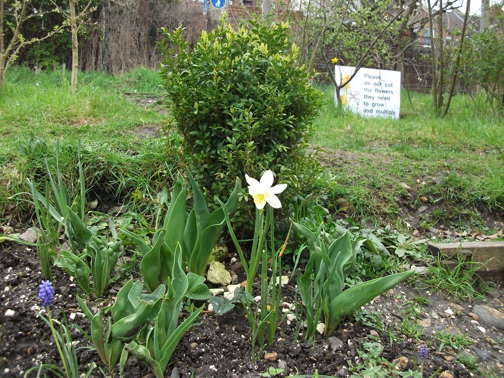 Daffodils and Tulips at the School Triangle 11/04/2018