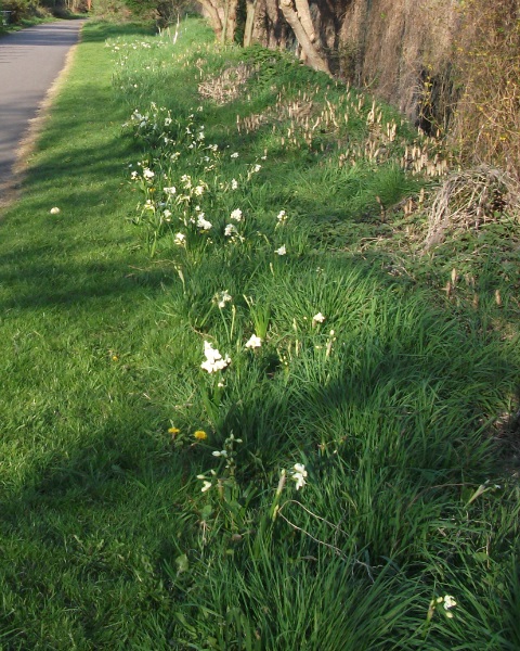 Daffodils Opposite School<br>Exit 19/04/2018