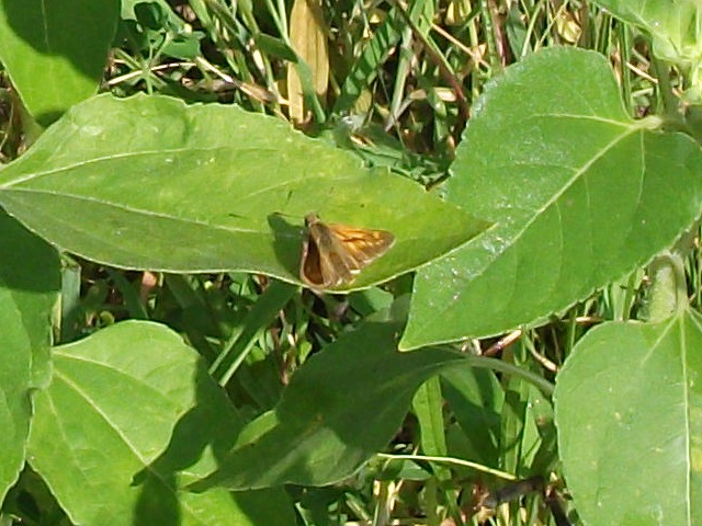 Moth On Sunflower
